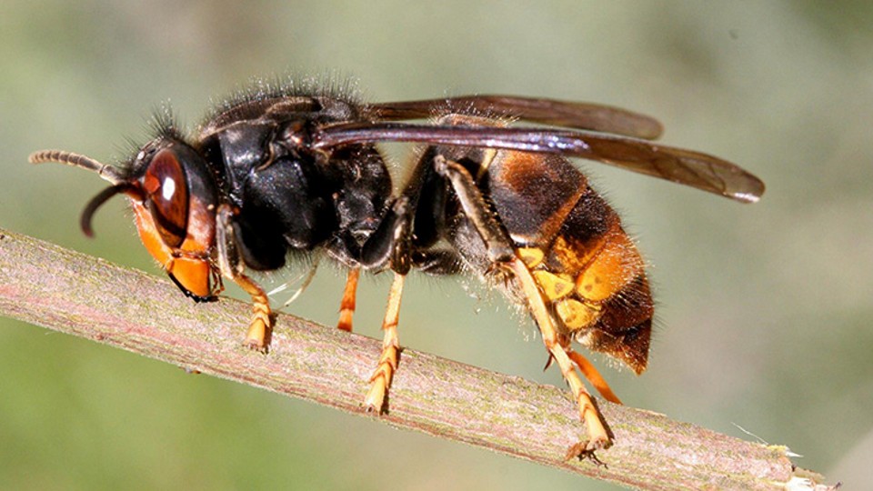 Vespa Velutina