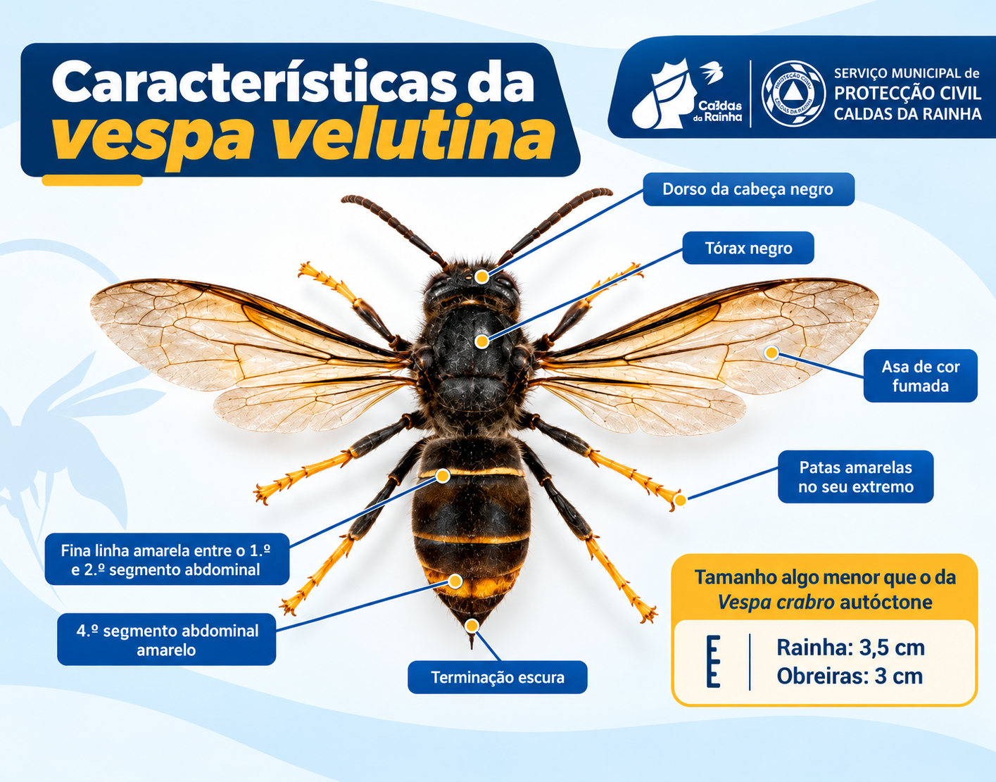 Características de identificação da Vespa velutina