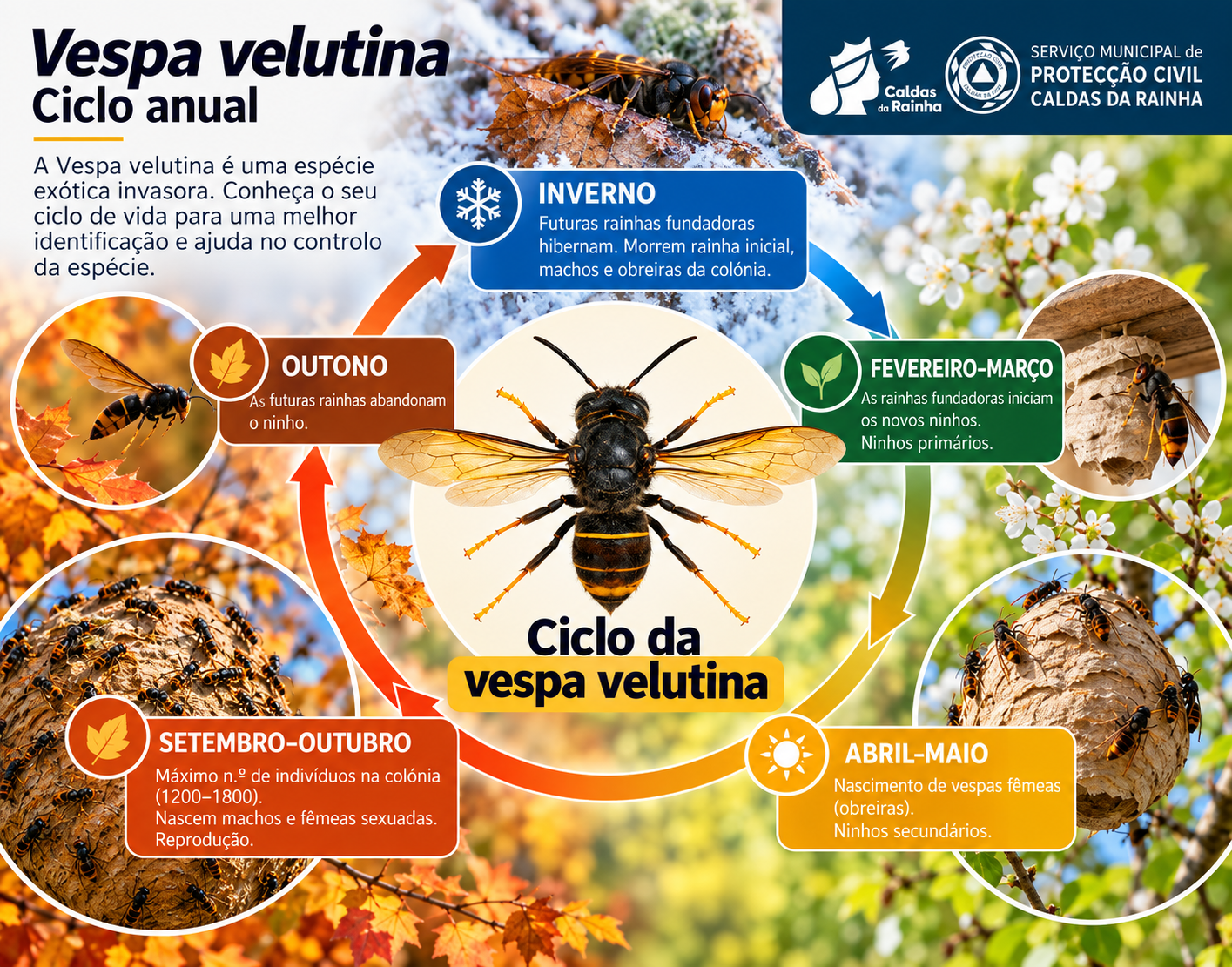 Ciclo anual da Vespa velutina